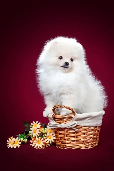 Pomeranian spitz Dog on Izolované červené pozadí ve studiu Stock Snímky