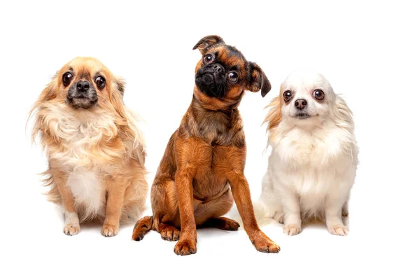 Grupo de perros de diferentes razas sentados en una fila — Foto de Stock