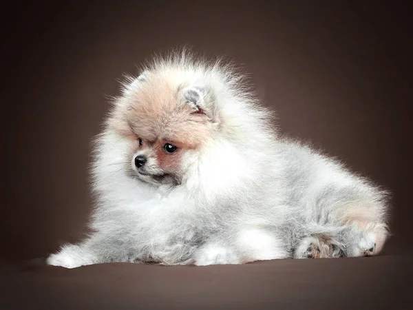 Pomeranian Spitz cachorro. Lindo perro Spitz de color esponjoso sobre fondo marrón. Pequeño perro enano-Spitz amigable para la familia. — Foto de Stock