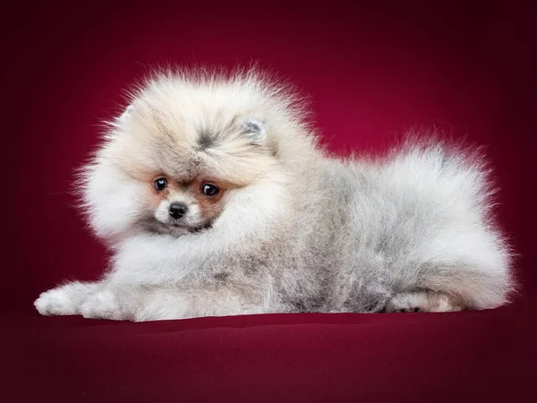 Spitz Poméranien Chien sur fond rouge isolé en studio — Photo