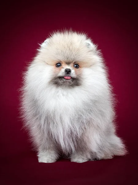 Pomeranian spitz Dog on Isolated red Background in studio — Stock Photo, Image