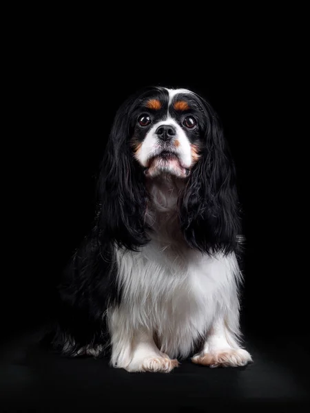 Retrato de Cavalier King Charles Spaniel Dog sobre fondo negro aislado — Foto de Stock