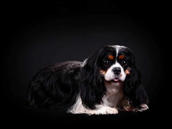 Retrato do Cavaleiro Rei Charles Spaniel Dog em fundo preto isolado — Fotografia de Stock