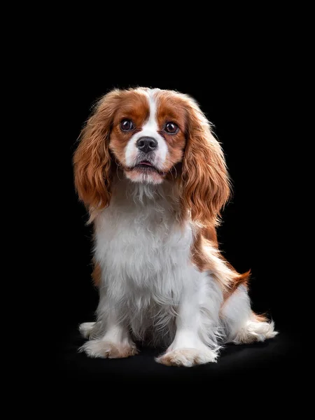孤立した黒の背景にキャバリエ王チャールズ・スパニエル犬の肖像 — ストック写真