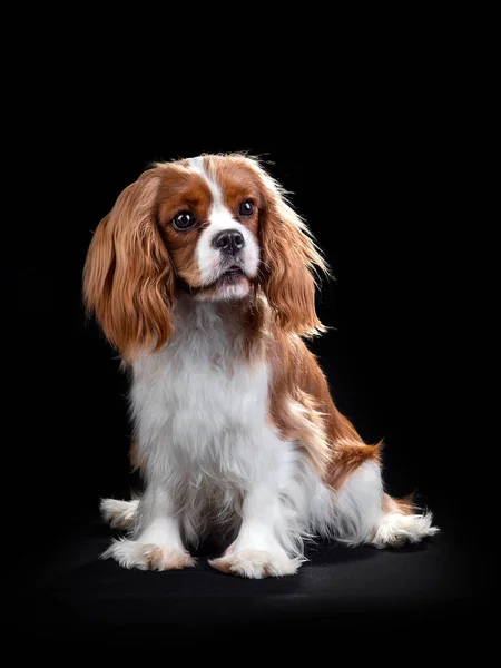 Portret Kawalera Króla Karola Spaniel Psa na izolowanym czarnym tle — Zdjęcie stockowe