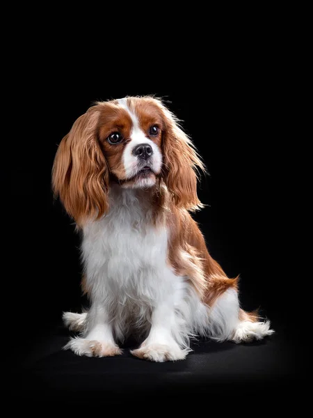 Retrato de Cavalier King Charles Spaniel Dog sobre fondo negro aislado — Foto de Stock