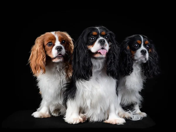 Porträtt av Cavalier King Charles Spaniel Dog på isolerad svart bakgrund — Stockfoto