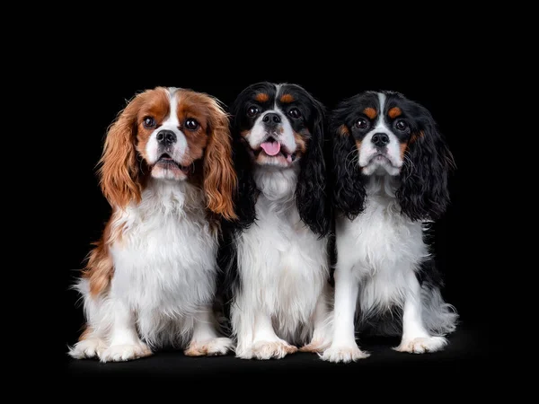 Retrato de Cavalier King Charles Spaniel Dog sobre fondo negro aislado — Foto de Stock