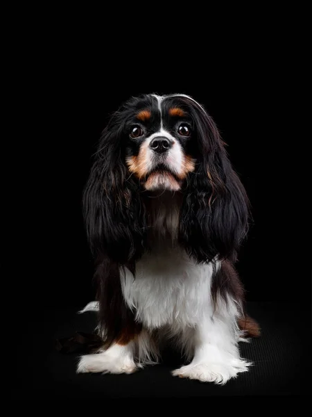 Portrét kavalíra krále Karla Španěla psa na izolovaném černém pozadí — Stock fotografie