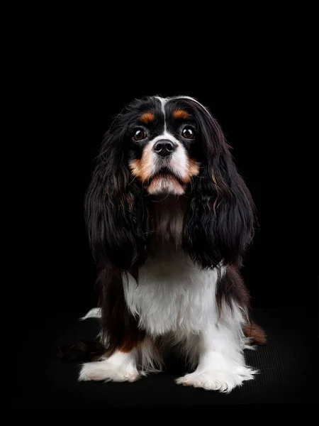 Retrato do Cavaleiro Rei Charles Spaniel Dog em fundo preto isolado — Fotografia de Stock