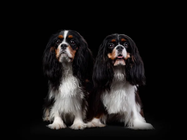 Retrato do Cavaleiro Rei Charles Spaniel Dog em fundo preto isolado — Fotografia de Stock