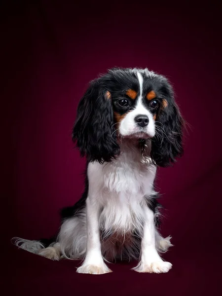 Hermoso perro caballero rey Carlos Spaniel sobre un fondo rojo —  Fotos de Stock