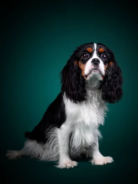 Krásný pes kavalír král Karel Španěl na zeleném pozadí — Stock fotografie