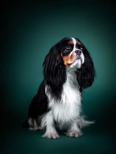 Piękny pies kawaler King Charles Spaniel na zielonym tle — Zdjęcie stockowe