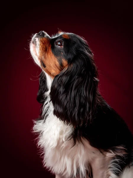 Hermoso perro caballero rey Carlos Spaniel sobre un fondo rojo Imágenes De Stock Sin Royalties Gratis