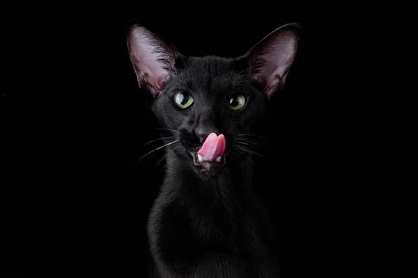 Retrato en imagen central gato oriental negro aislado sobre fondo negro. el gato lame sus labios y tira de su pata Imagen De Stock