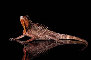 Siyah arkaplanda yansımalı büyük iguana pozu