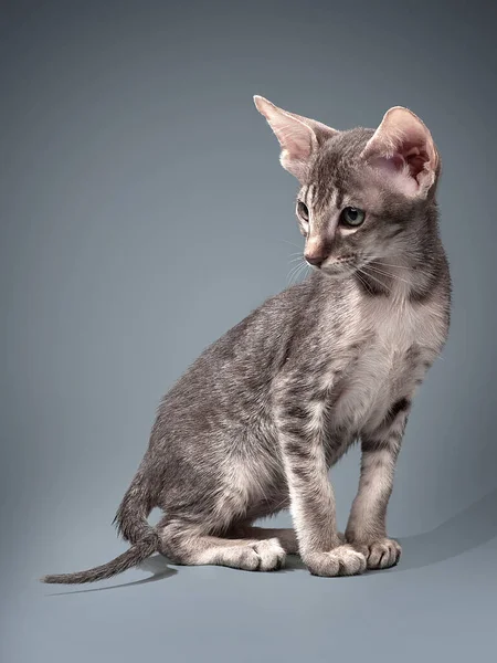 Szary orientalny kotek na niebieskim tle — Zdjęcie stockowe