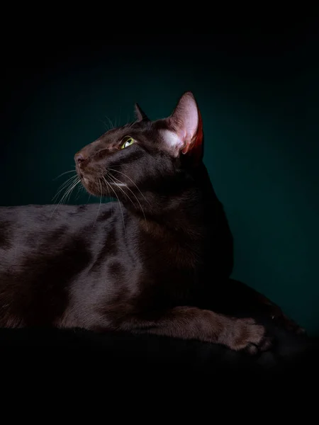 Belo gato oriental preto isolado sobre fundo preto — Fotografia de Stock
