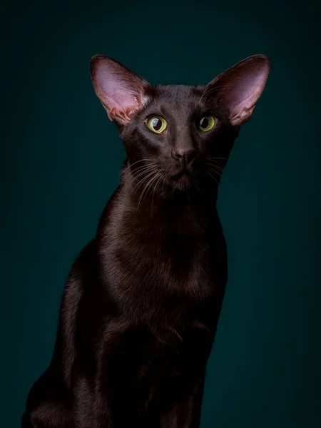 Красива чорна східна кішка ізольована на чорному тлі — стокове фото