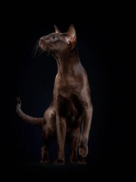 Hermoso gato oriental negro aislado sobre fondo negro Imágenes De Stock Sin Royalties Gratis