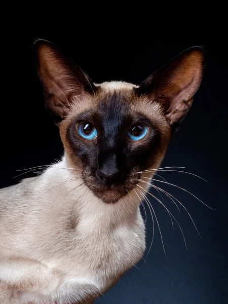 Oriental siamés gato sentado en un negro fondo. Imagen De Stock