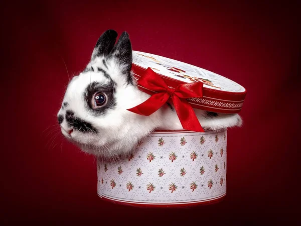 Papillon de lapin assis dans une boîte-cadeau sur un fond rouge — Photo