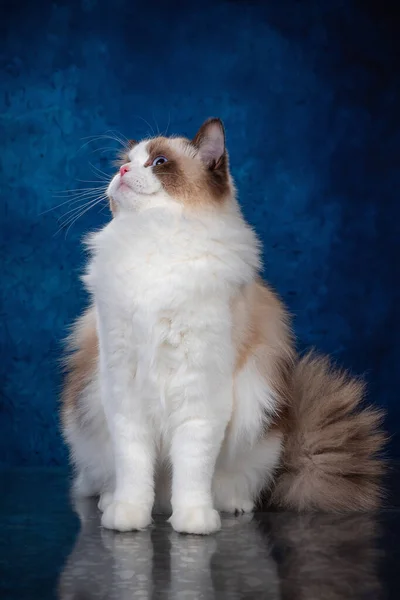 Ragdoll colourpoint cat with blue eyes looking at the camera, one sitting one lying down on a blue background — Stock Photo, Image