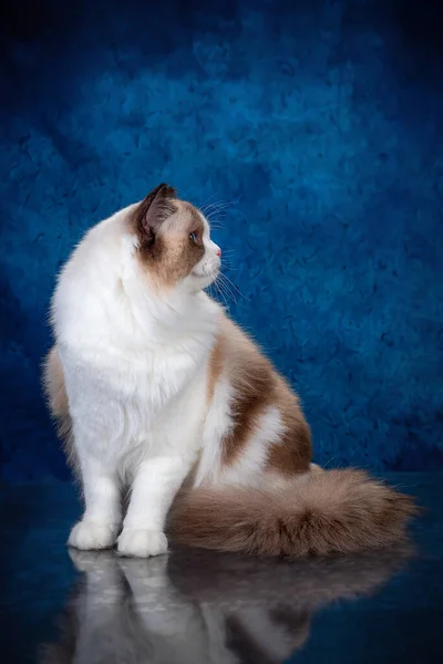 Ragdoll colourpoint cat with blue eyes looking at the camera, one sitting one lying down on a blue background — Stock Photo, Image