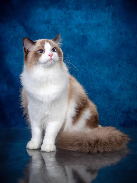 Ragdoll renk noktalı kedi mavi gözlü kameraya bakıyor, biri mavi arka planda yatıyor.