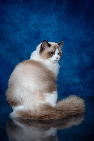 Ragdoll färgpunkt katt med blå ögon tittar på kameran, en sitter ner på en blå bakgrund — Stockfoto