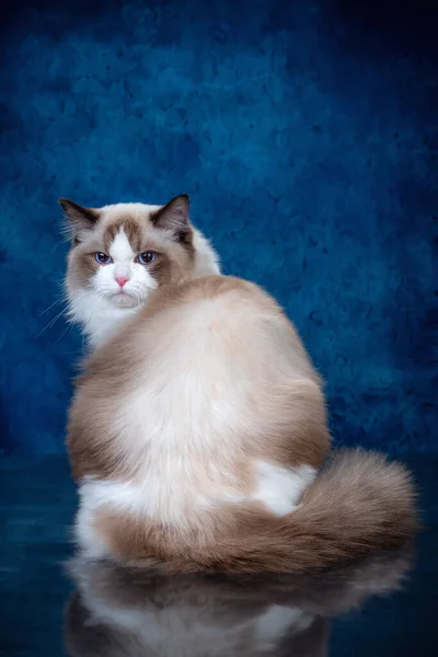 Ragdoll renk noktalı kedi mavi gözlü kameraya bakıyor, biri mavi arka planda yatıyor.