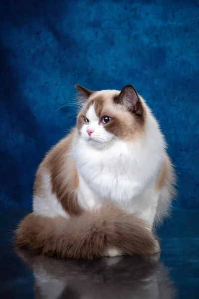 Ragdoll renk noktalı kedi mavi gözlü kameraya bakıyor, biri mavi arka planda yatıyor.