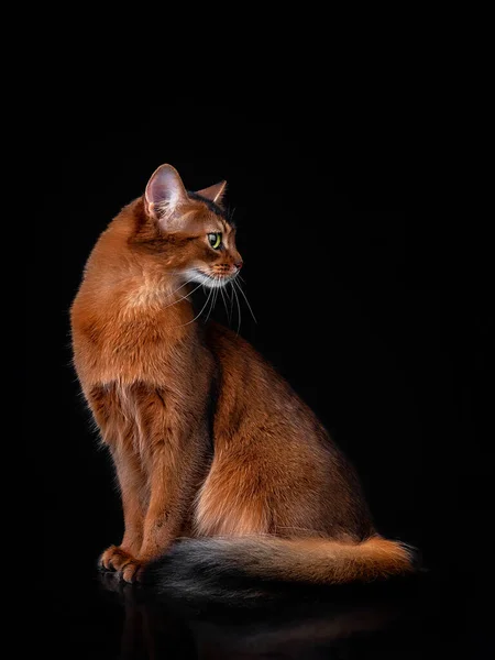 Оранжевий сомалійський кіт, сфотографований у студії на чорному тлі.. — стокове фото