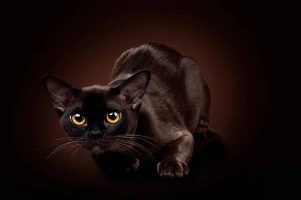 Poziome zdjęcie brązowego birmańskiego kota. Studio zdjęcie na brązowym tle — Zdjęcie stockowe