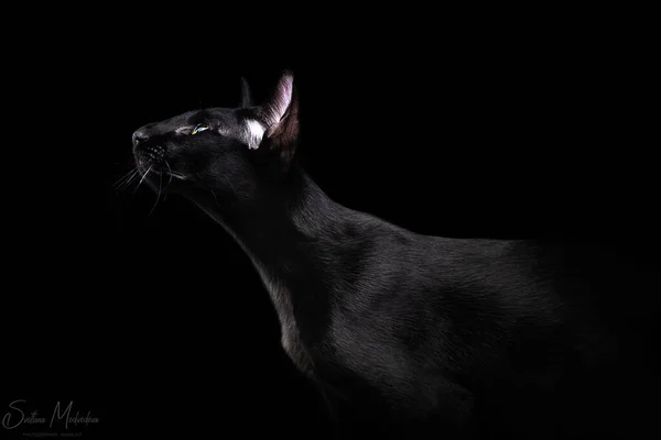 Красивий профіль чорного східного кота ізольований на чорному тлі — стокове фото
