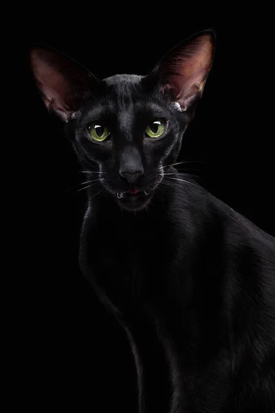 Czarny orientalny kot izolowany na czarnym tle — Zdjęcie stockowe