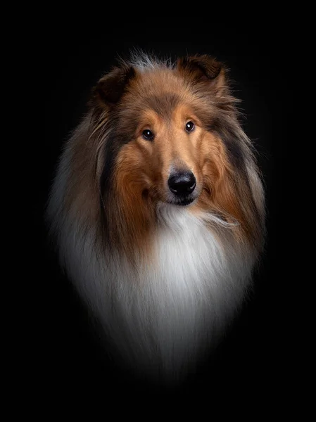 Rough Collie or Scottish Collie isolated over black background — Stock Photo, Image