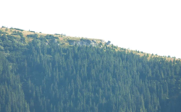 Forêt Isolée Sur Fond Blanc Ceahlau Montagne Roumanie — Photo