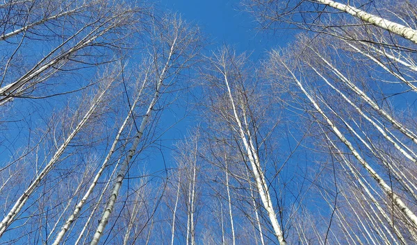 Drzewa Czyste Błękitne Niebo — Zdjęcie stockowe