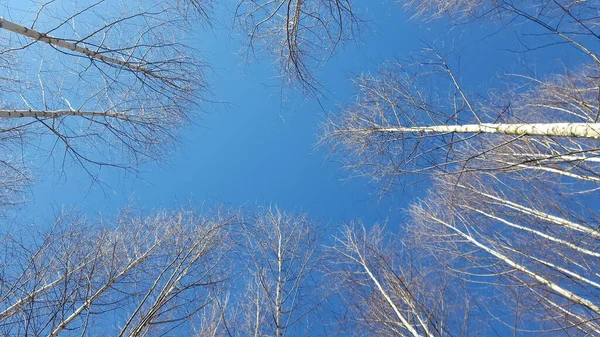 Drzewa Czyste Błękitne Niebo — Zdjęcie stockowe