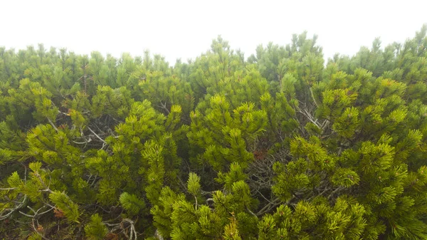 Green Pine Tree Juniper Vegetation Isolated White — Stock Photo, Image