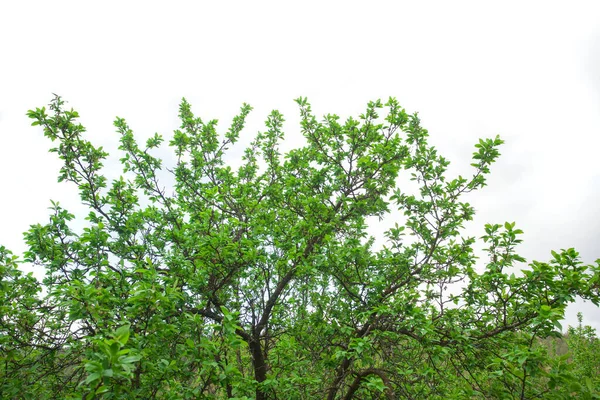 Árvore Fresca Verde Isolada Fundo Branco Conceito Natureza — Fotografia de Stock