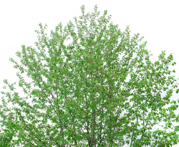 Zielone Świeże Drzewo Odizolowane Białym Tle Koncepcja Przyrody — Zdjęcie stockowe