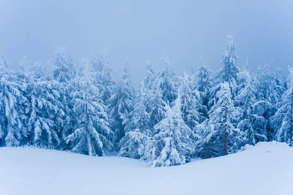 Winterbäume Wald Schneeszene Mit Nebel — Stockfoto