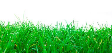 green grass vegetation isolated on white background