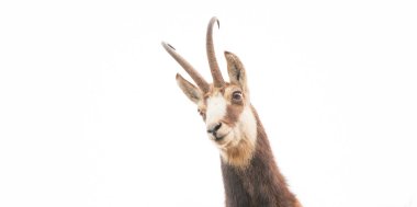 Beyaz arka planda izole edilmiş yaban keçisi.