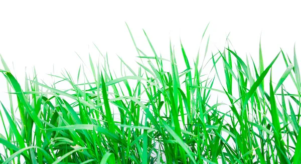 Green Grass Isolated White Background Fresh Spring Photo Nature — Stock Photo, Image
