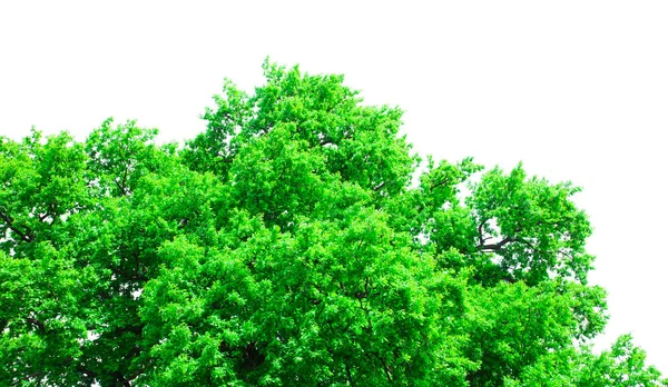 在白色背景上隔离的绿树 自然照片 — 图库照片