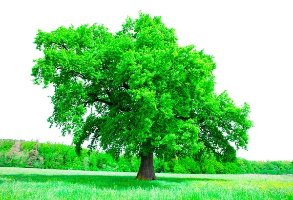 生长在白色背景下的大绿树和新鲜的夏季植物 — 图库照片